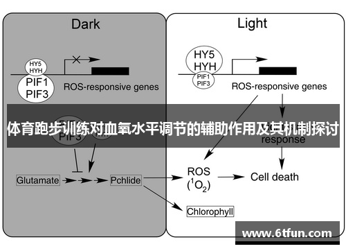 体育跑步训练对血氧水平调节的辅助作用及其机制探讨
